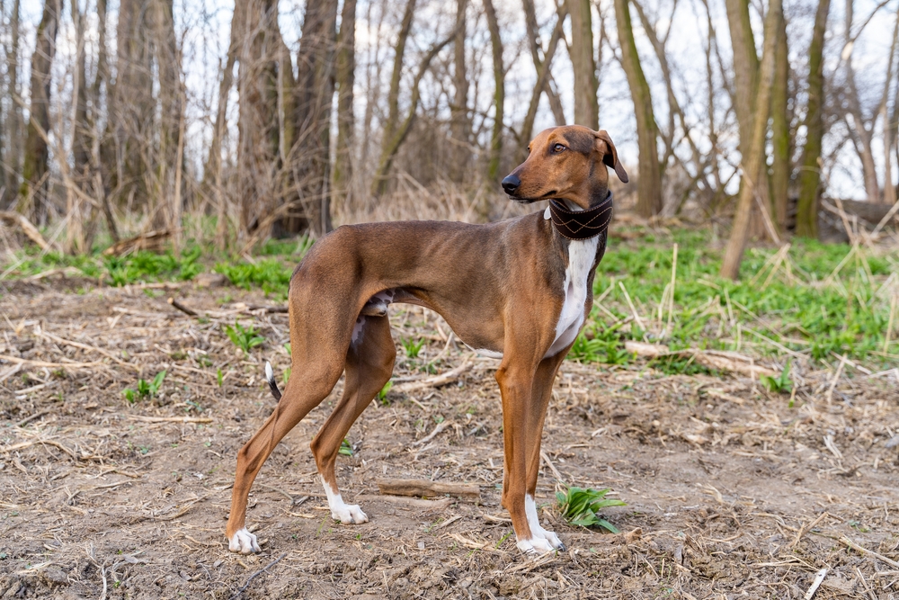 10 Least Popular Dog Breeds (With Info & Pictures)