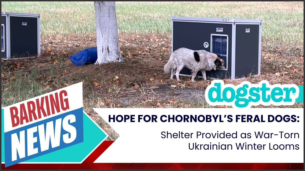 Hope for Chornobyl’s Feral Dogs: Shelter Provided as War-Torn Ukrainian Winter Looms
