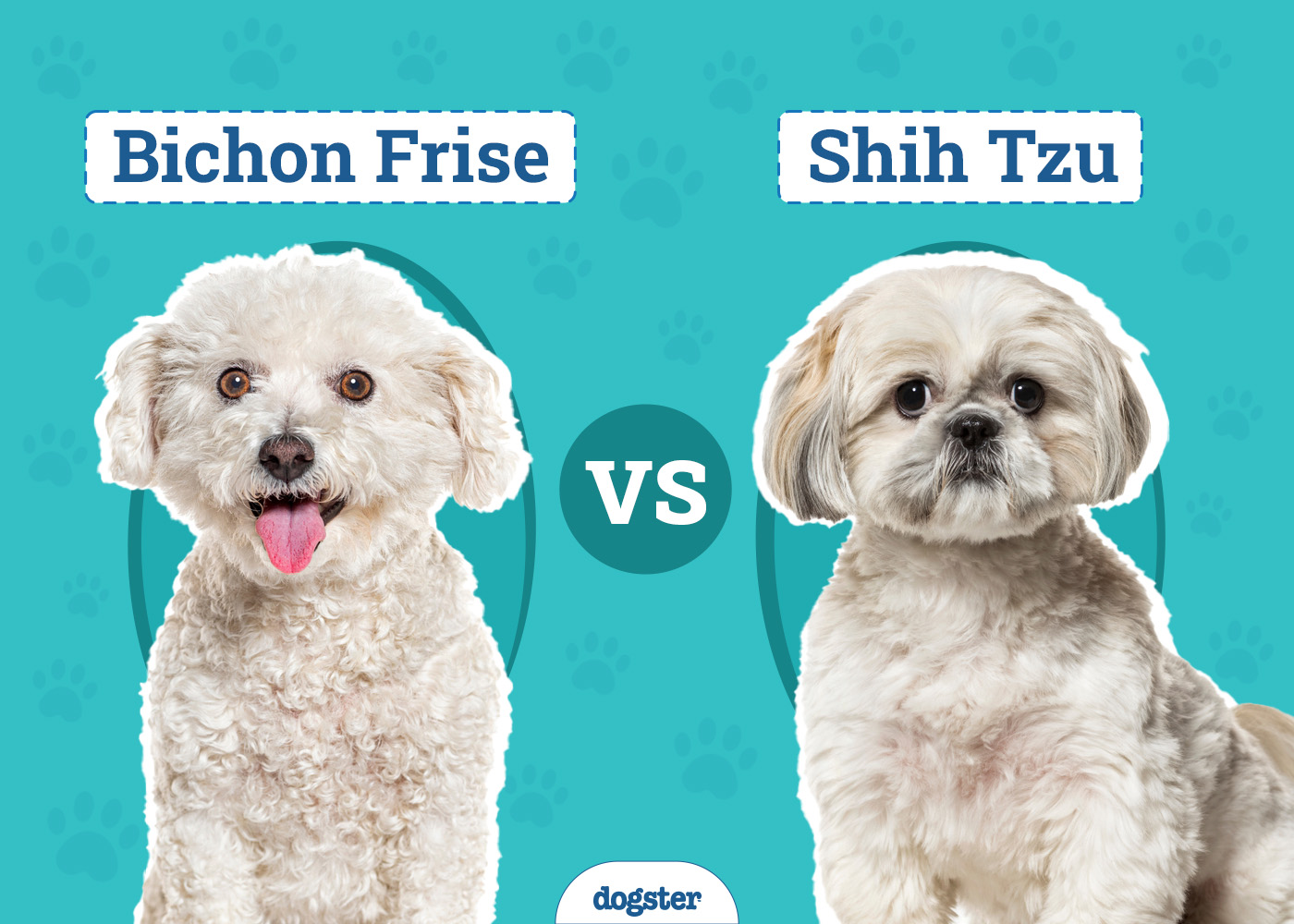 Bichon Frise vs. Shih Tzu: The Key Differences (With Pictures)