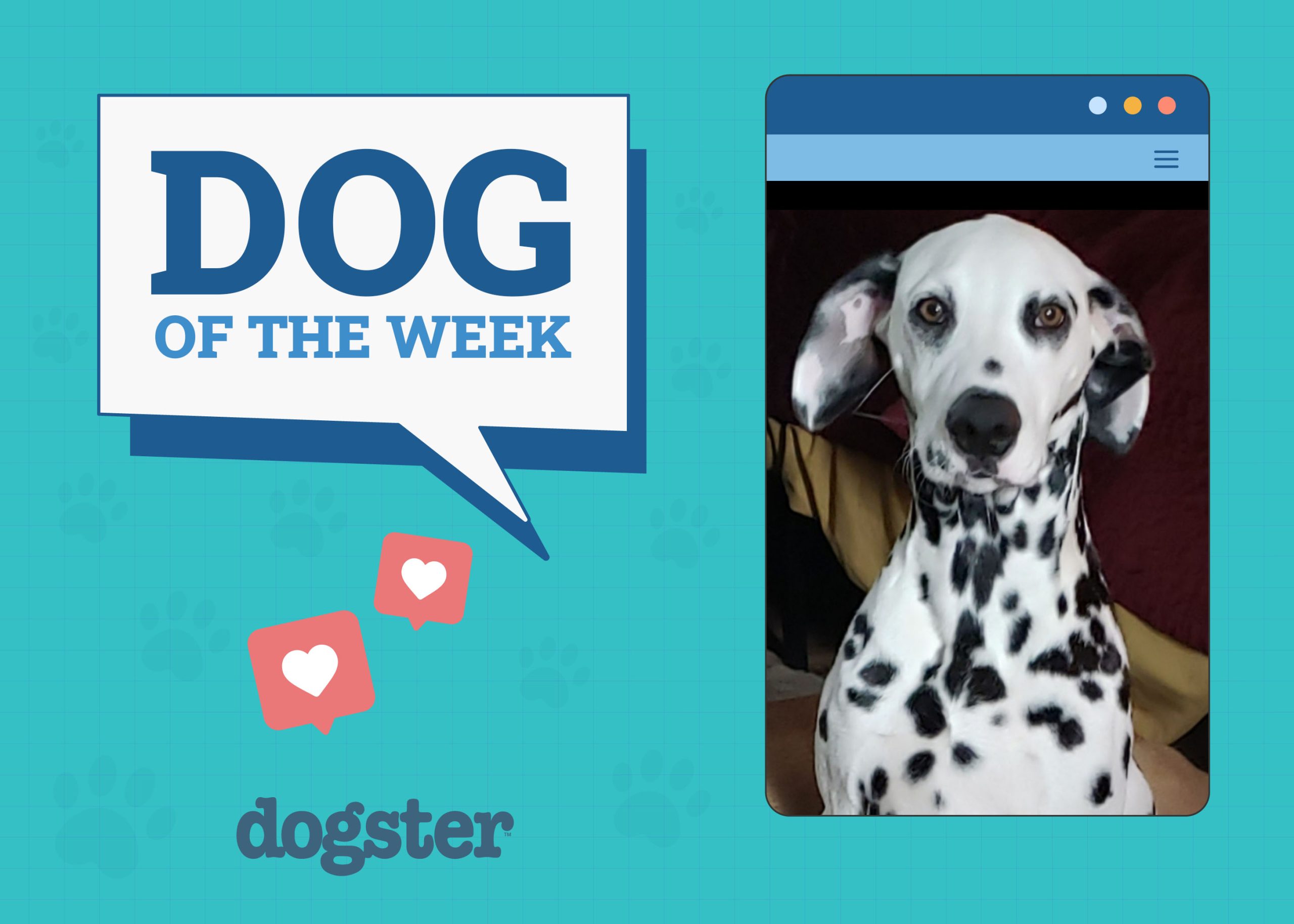 Dogster Photo Contest: Dogs of the Week Winners (November 1, 2024)