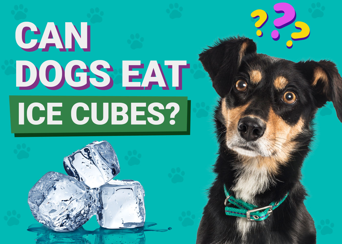 Can Dogs Eat Ice Cubes? Vet-Verified Facts, Fun Ideas & Precautions