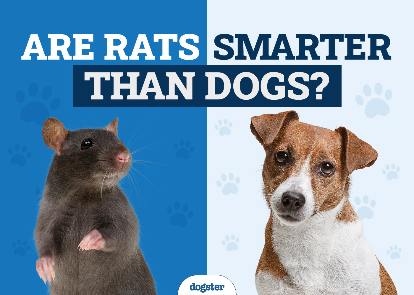 Are Rats Smarter Than Dogs? Vet-Verified Facts & FAQ