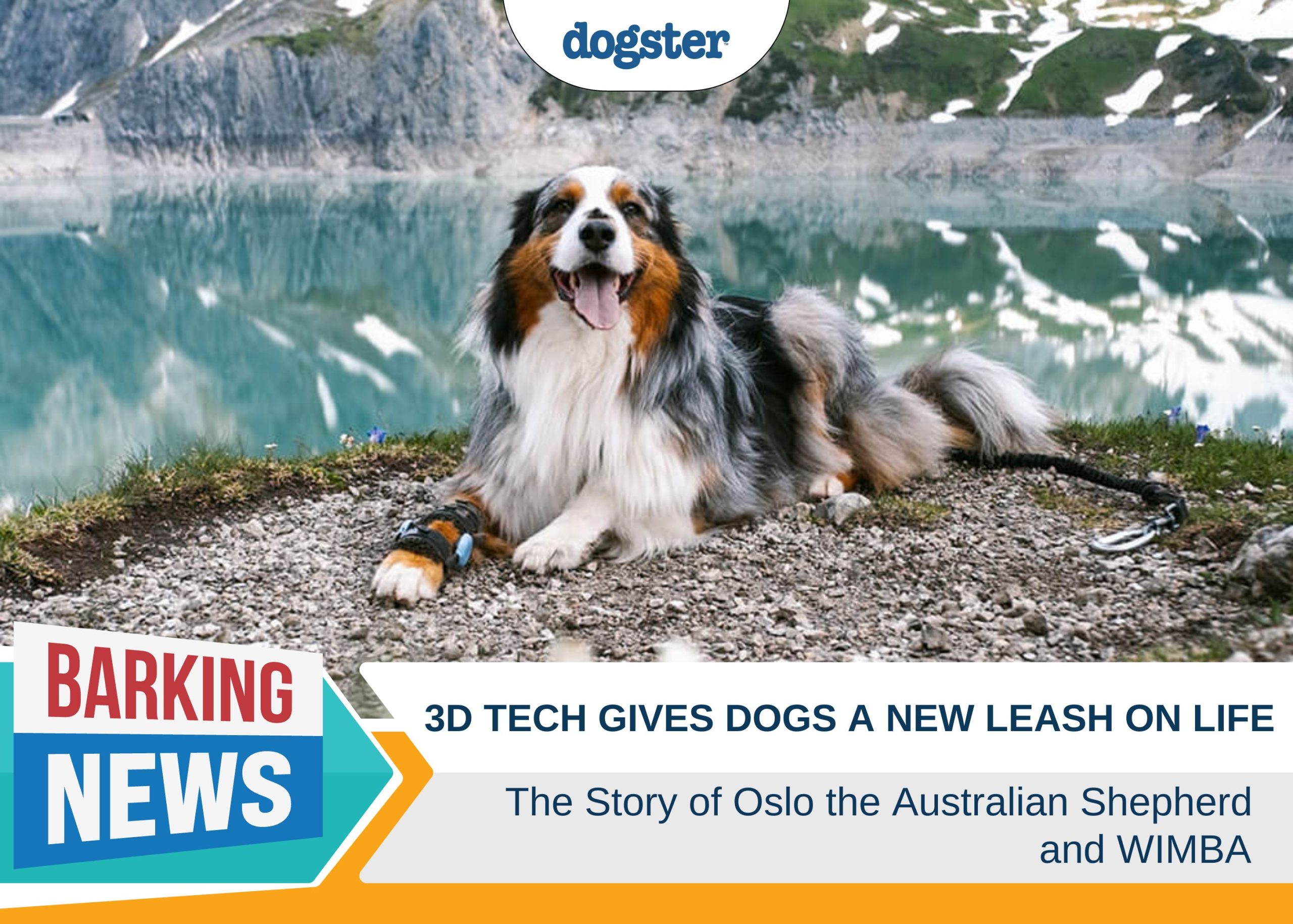 3D Tech Gives Dogs a New Leash on Life – The Story of Oslo & WIMBA