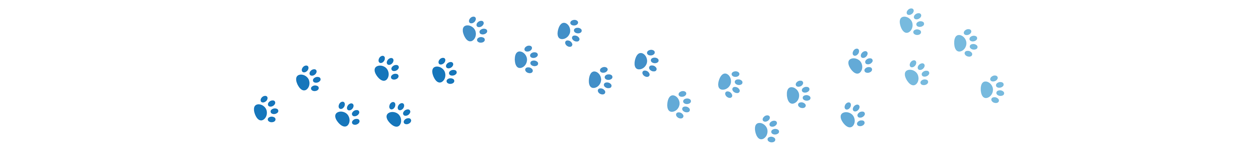 divider dog paws oct 2024