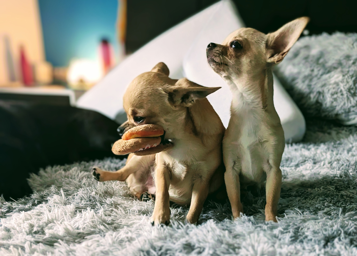 Do These Genes Make Me Look Fat? Ned & Fred Weigh In