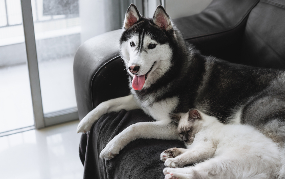 Why Does My Dog Steal My Spot? 7 Possible Reasons & What to Do