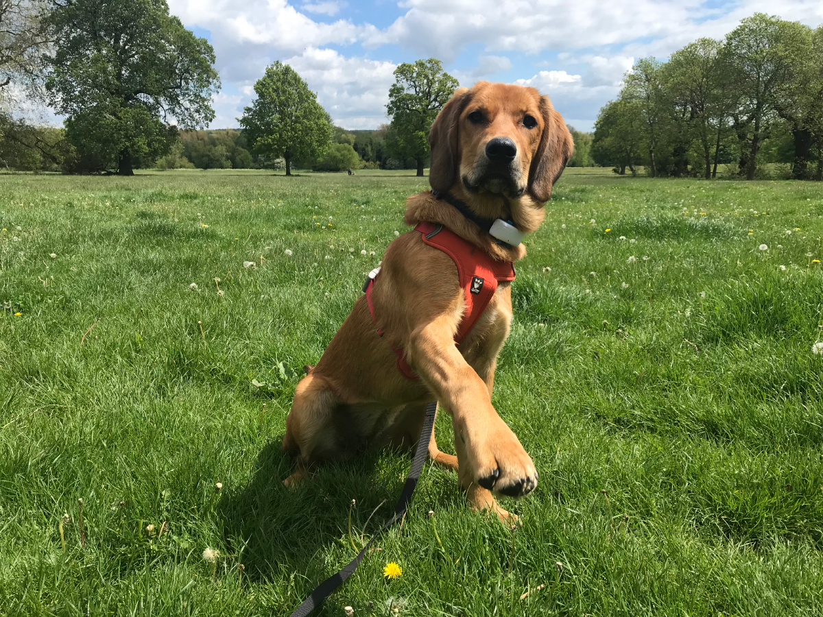 Lava the Dog: Beginning of the End