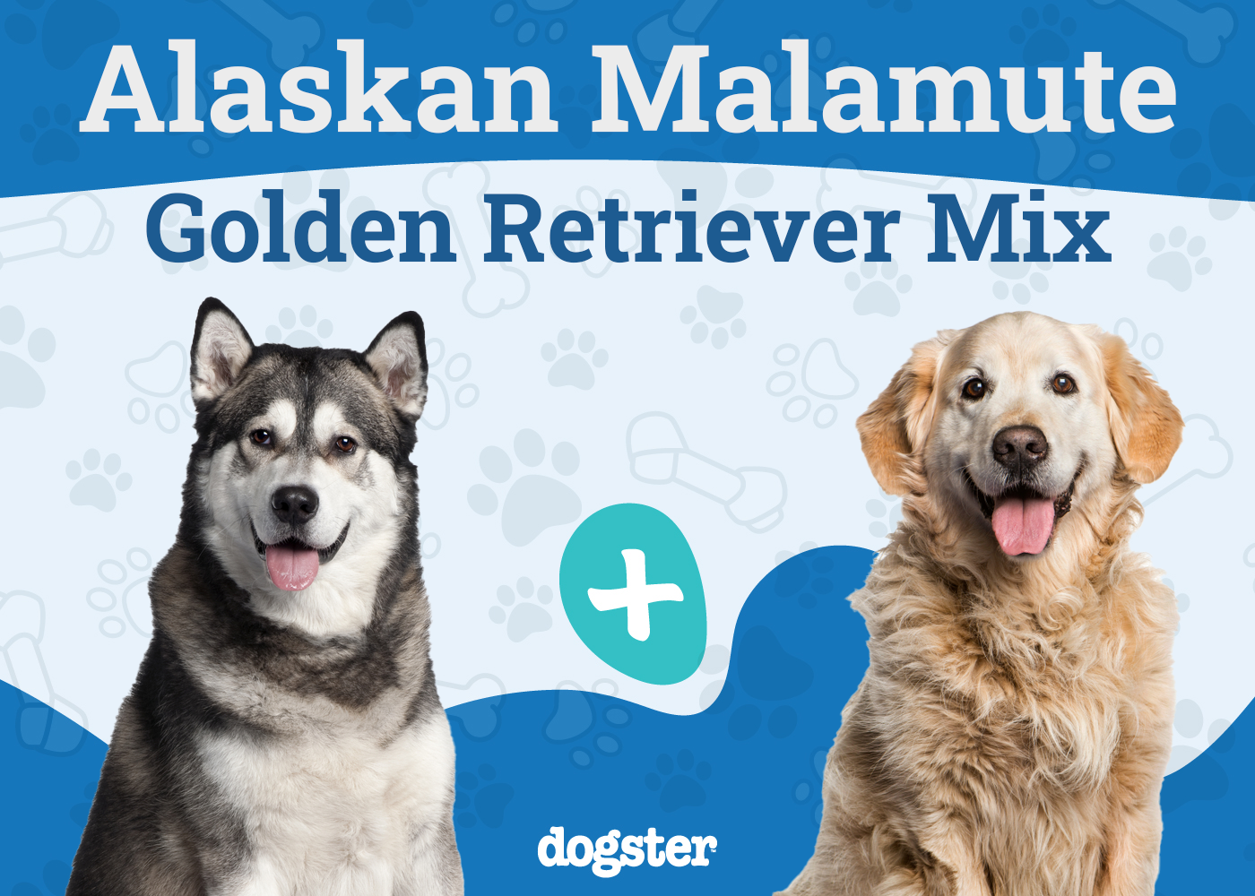 Alaskan Goldenmute: Breed Info, Pictures, Care Guide & More