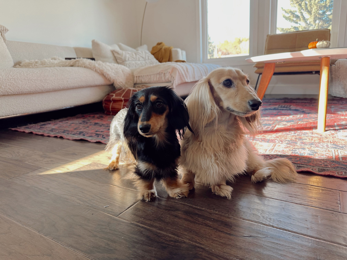 Life with Draper and Rue: The Long & Short of It