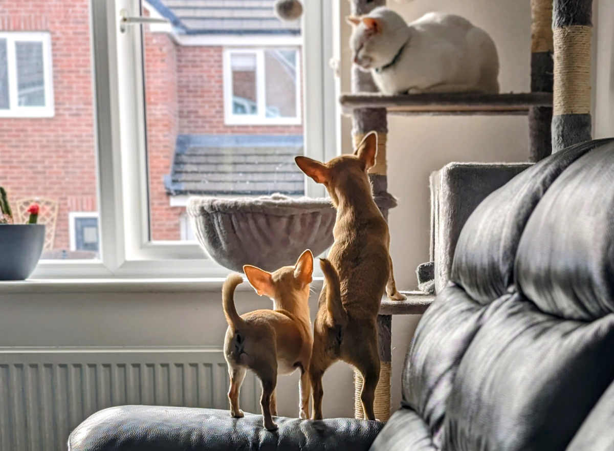 Why Ned & Fred Have Ruined Me For Other Pets
