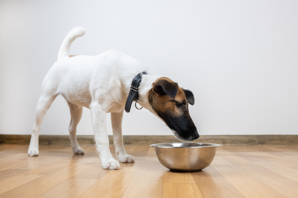 Pros & Cons of Grain-Free Dog Food: Benefits, Risks, & More