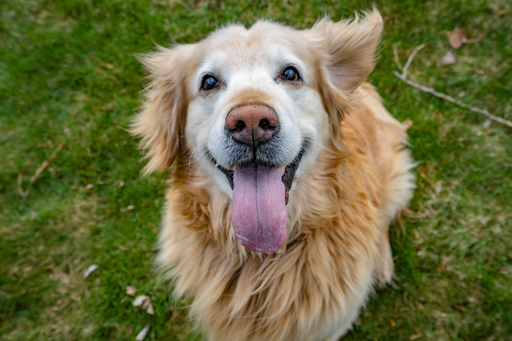 How Old Is 10 in Dog Years? Vet-Approved Guide to Each Size of Dog