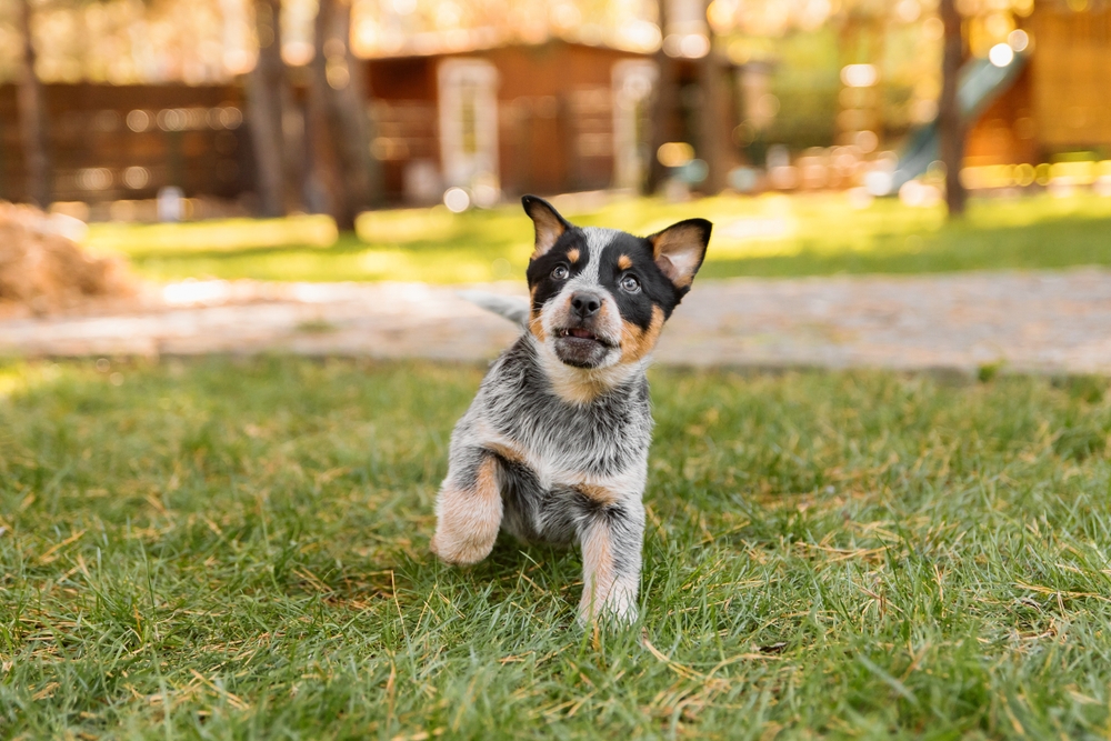 2-Month-Old Puppy Training: Our Vet Explains Preparation & Crucial Actions