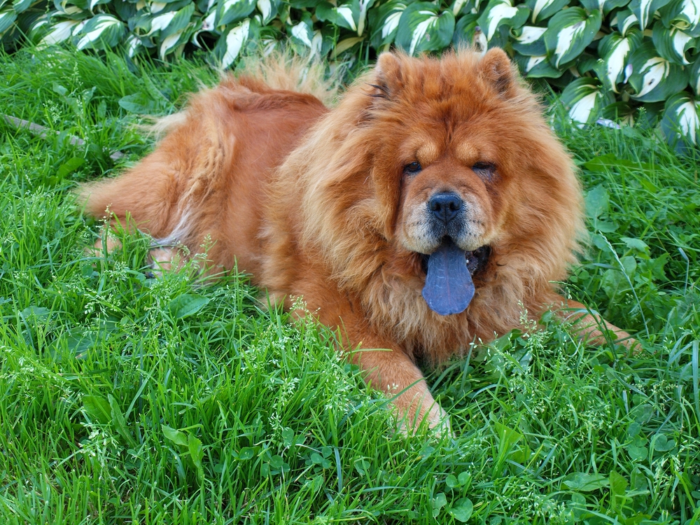 20 Dog Breeds With Blue Tongues (With Pictures)