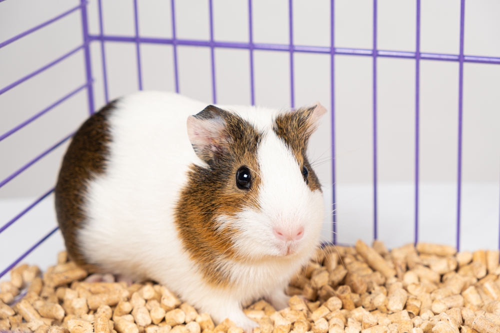 Do Dogs and Guinea Pigs Get Along? 6 Vet-Approved Tips on Living With Them Both