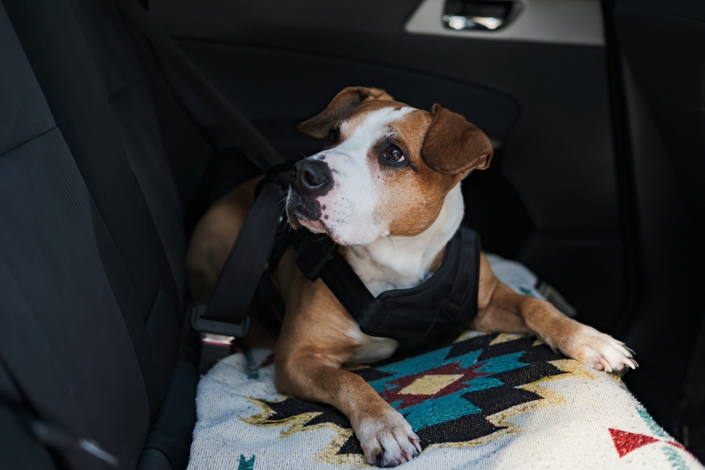 How to Dog Proof Your Car: 7 Vet-Approved Tips to Protect Your Interior