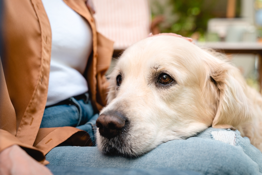 Are Golden Retrievers Hypoallergenic? Important Info