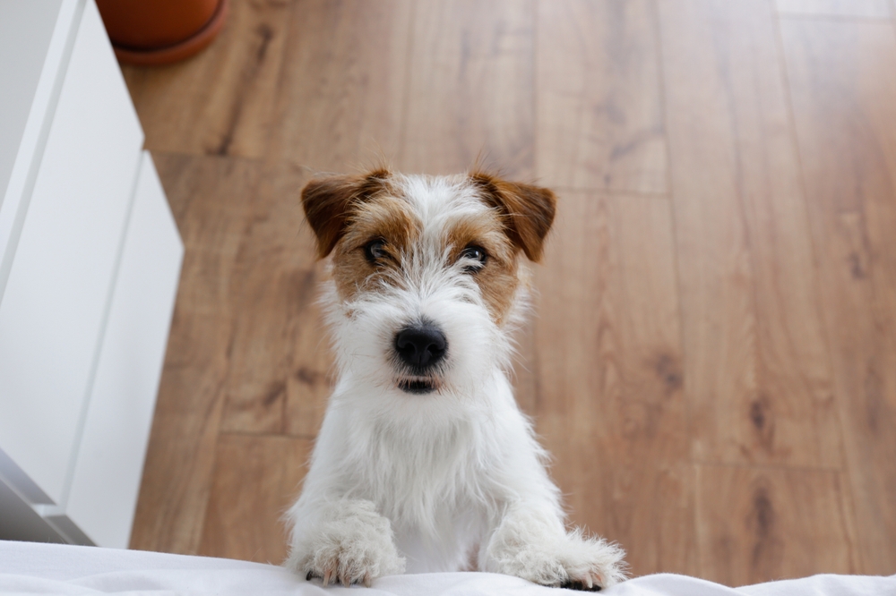 10 Vet-Verified Signs Your Dog Feels Neglected & How To Prevent It
