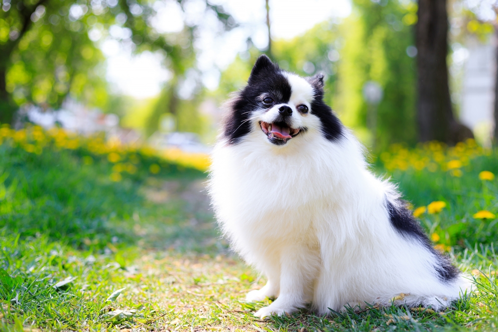 pomeranian-standing-on-the-grass