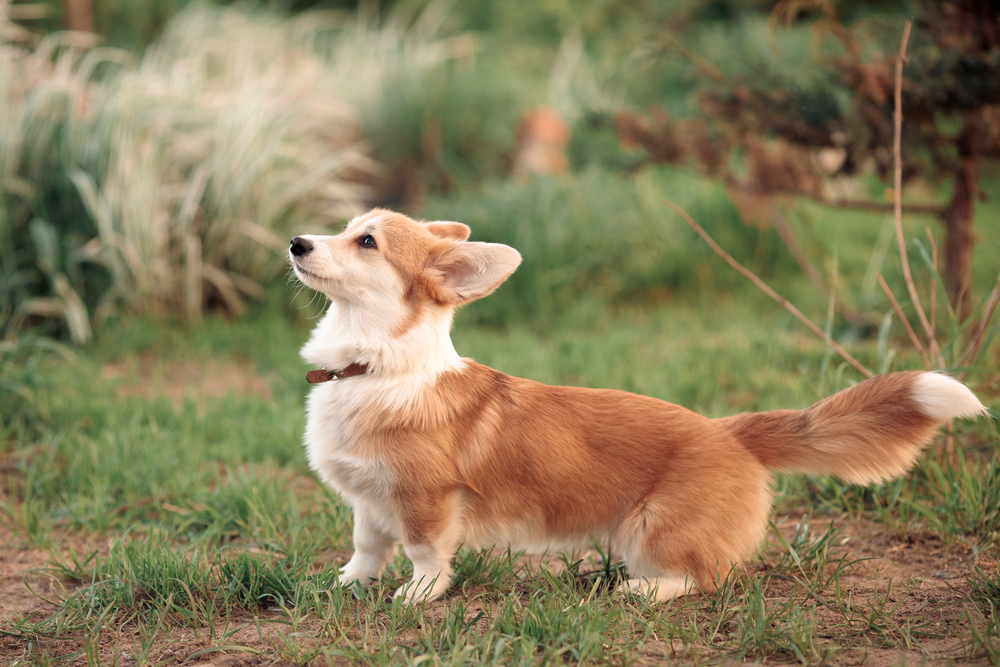 What Were Corgis Bred For? History, Folklore & Role