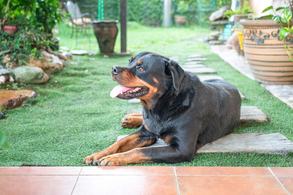 rottweiler dog lying in the garden