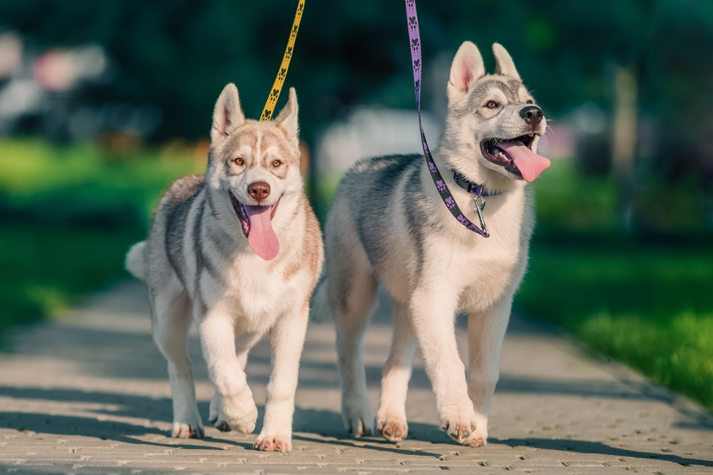 10 DIY Gifts for Dogs You Can Make for Your Favorite Pooch