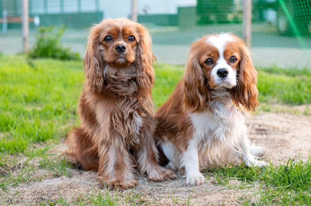 Can Two Male Dogs Get Along? 5 Vet-Verified Tips For Living With Them Both