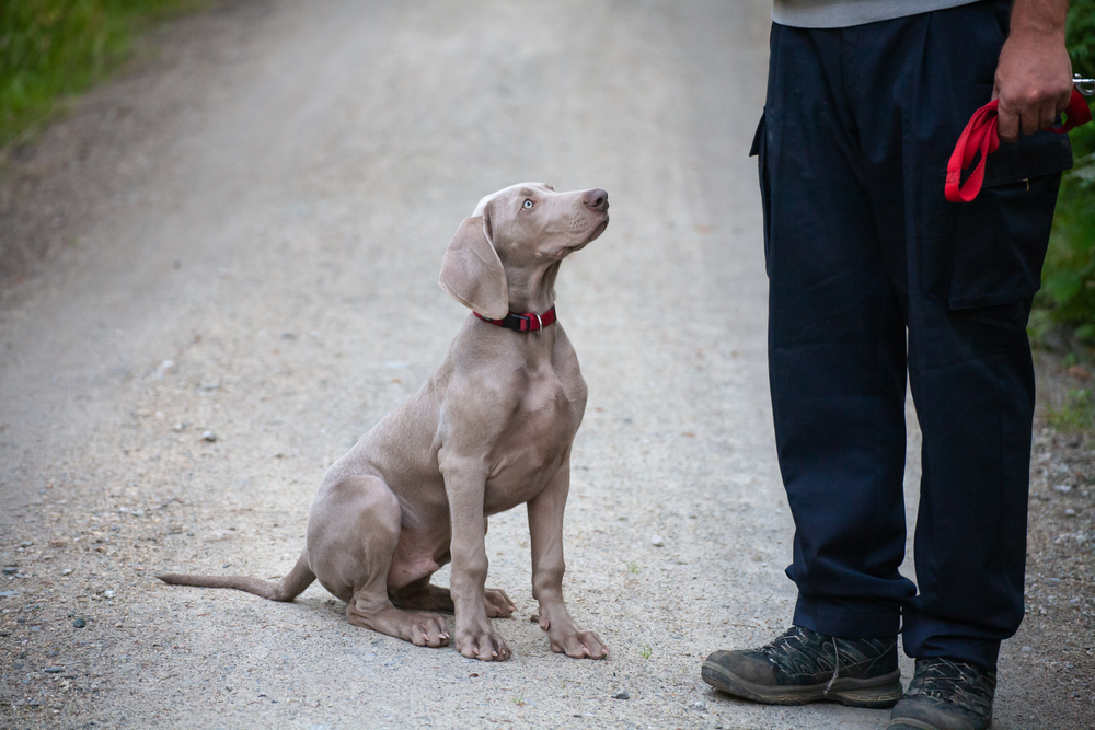 weimaraner puppy in obedience training