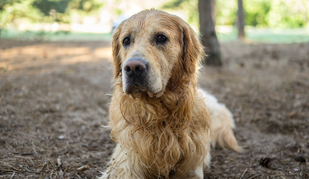 Why Does My Dog Smell So Bad? 7 Vet-Verified Reasons & Helpful Tips
