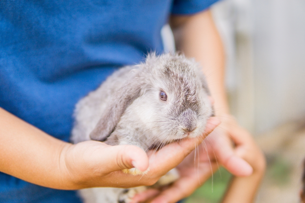 Do Dogs & Bunnies Get Along? 6 Tips on Living With Them Both
