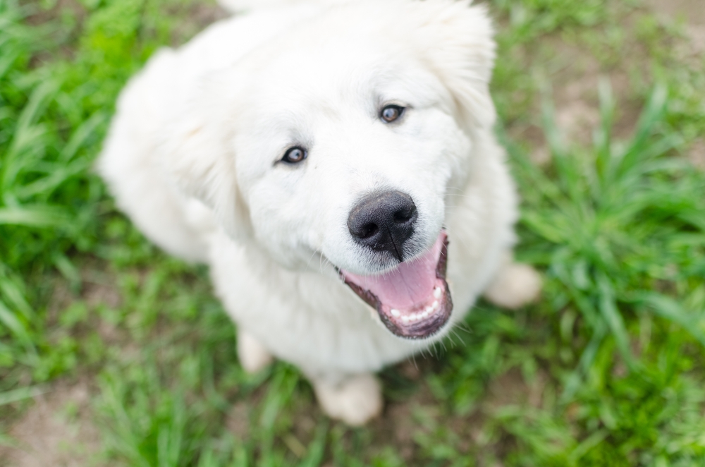 5-Month-Old Puppy: What to Expect (Vet-Approved Guide)