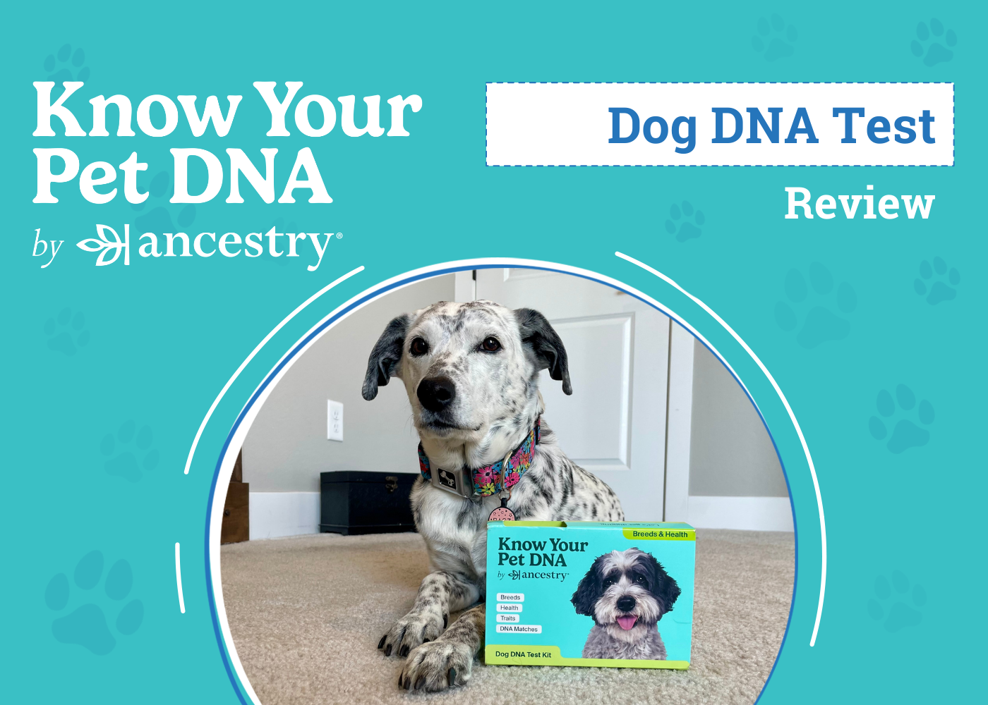 Know Your Pet DNA by Ancestry Review 2026: Our Experience Building Ragz' Family Tree