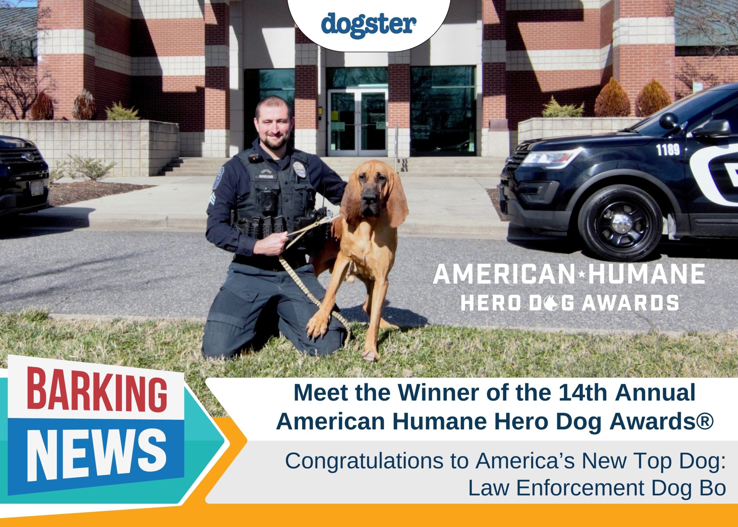 Meet the Winner of the 14th Annual American Humane Hero Dog Awards®, Law Enforcement Dog Bo