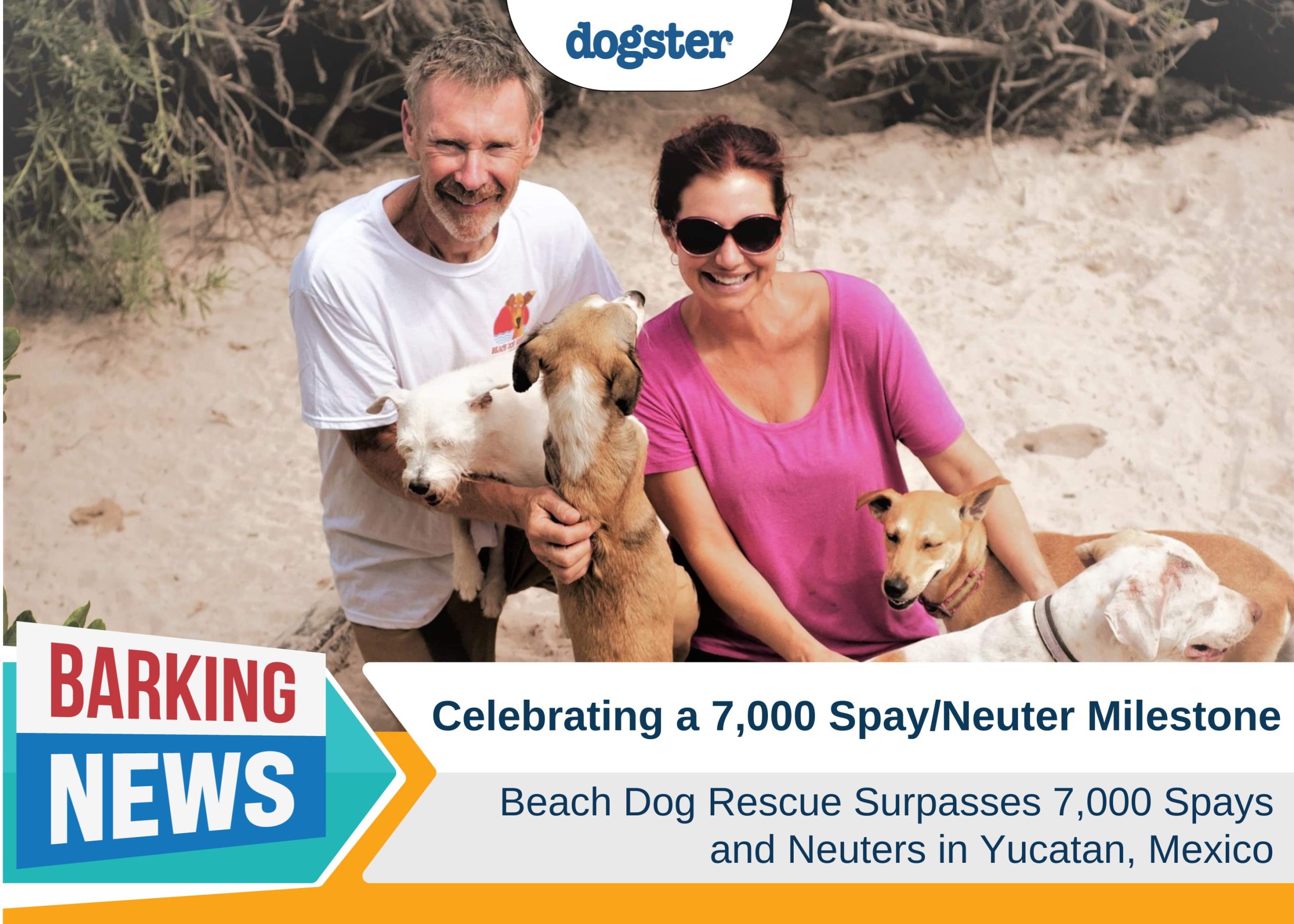 Beach Dog Rescue Surpasses 7,000 Spay/Neuter Milestone in Yucatan, Mexico