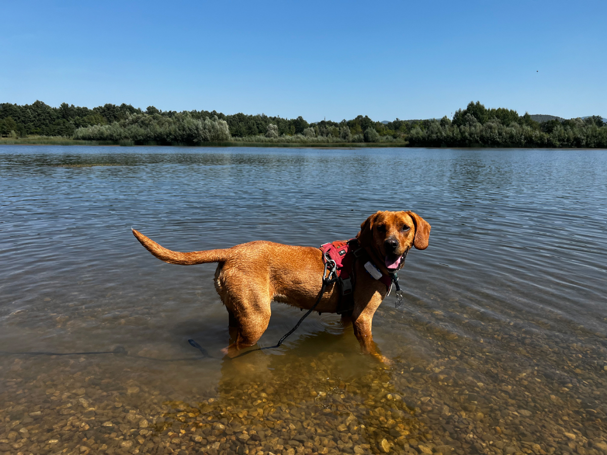 Teaching A Greek Dog to Swim: Hela's Adventures