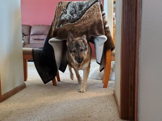 Indoor Obstacle Course