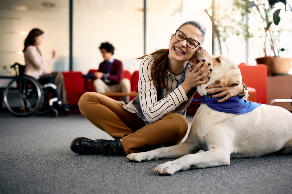 Labrador therapy dog owner