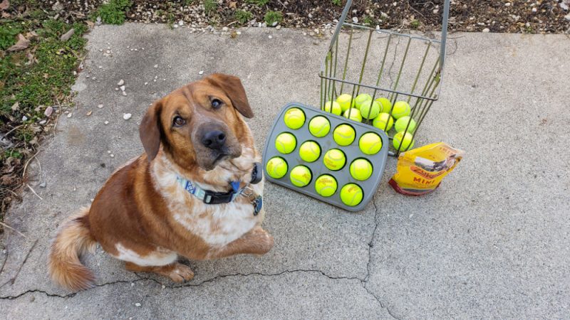 Muffin Tin Dog Puzzle