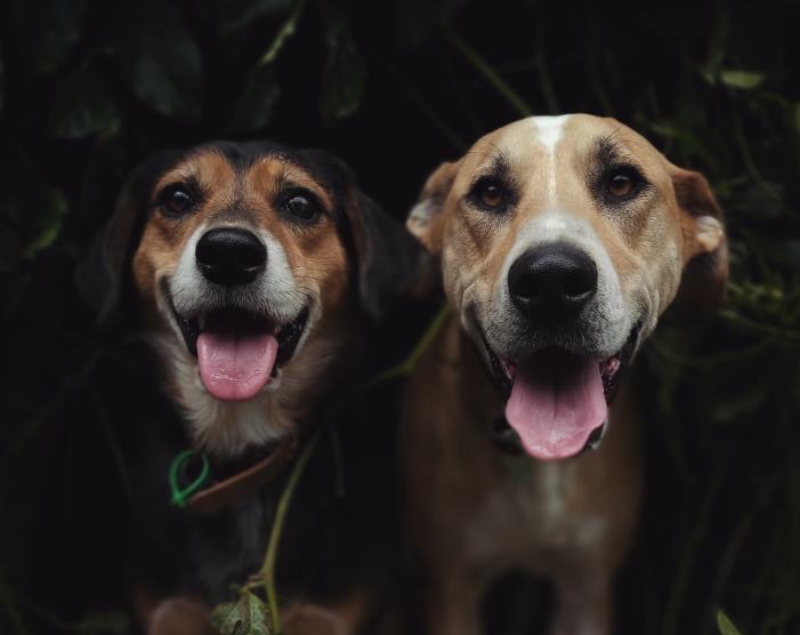 Meet Rosa & Machado, Our Adorably Cheeky Rescue Pups