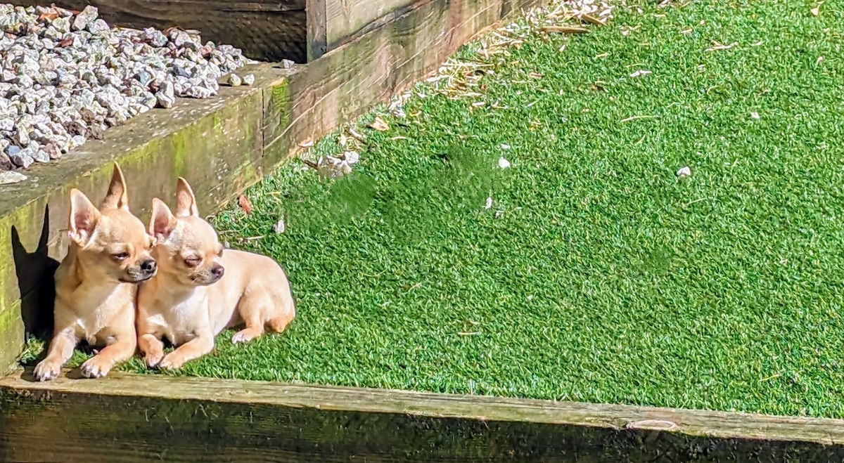 Dr Karyn’s 10 Commandments For Successful Puppy Parenting (Part 2)