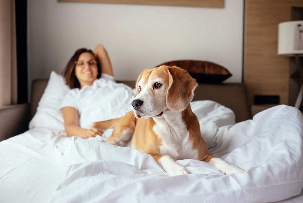 Are Ritz Carltons Pet-Friendly? Accomodation Guide (2026 Update)