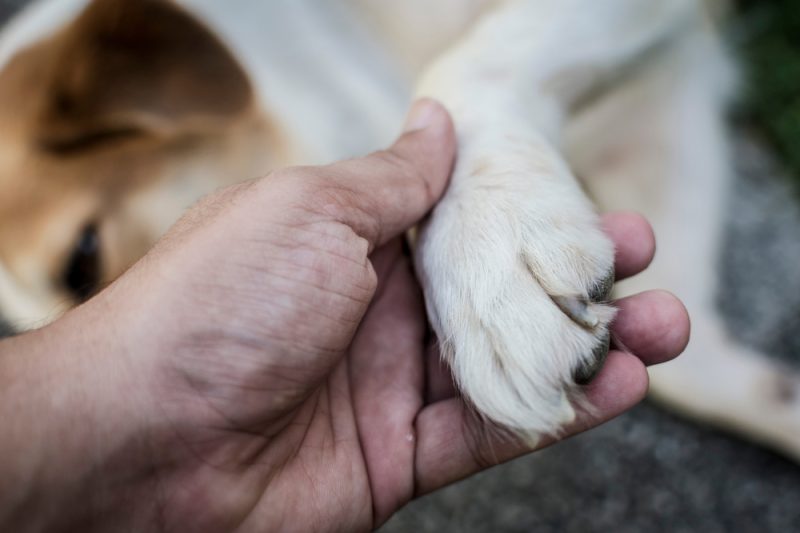 hand touching dog's paw
