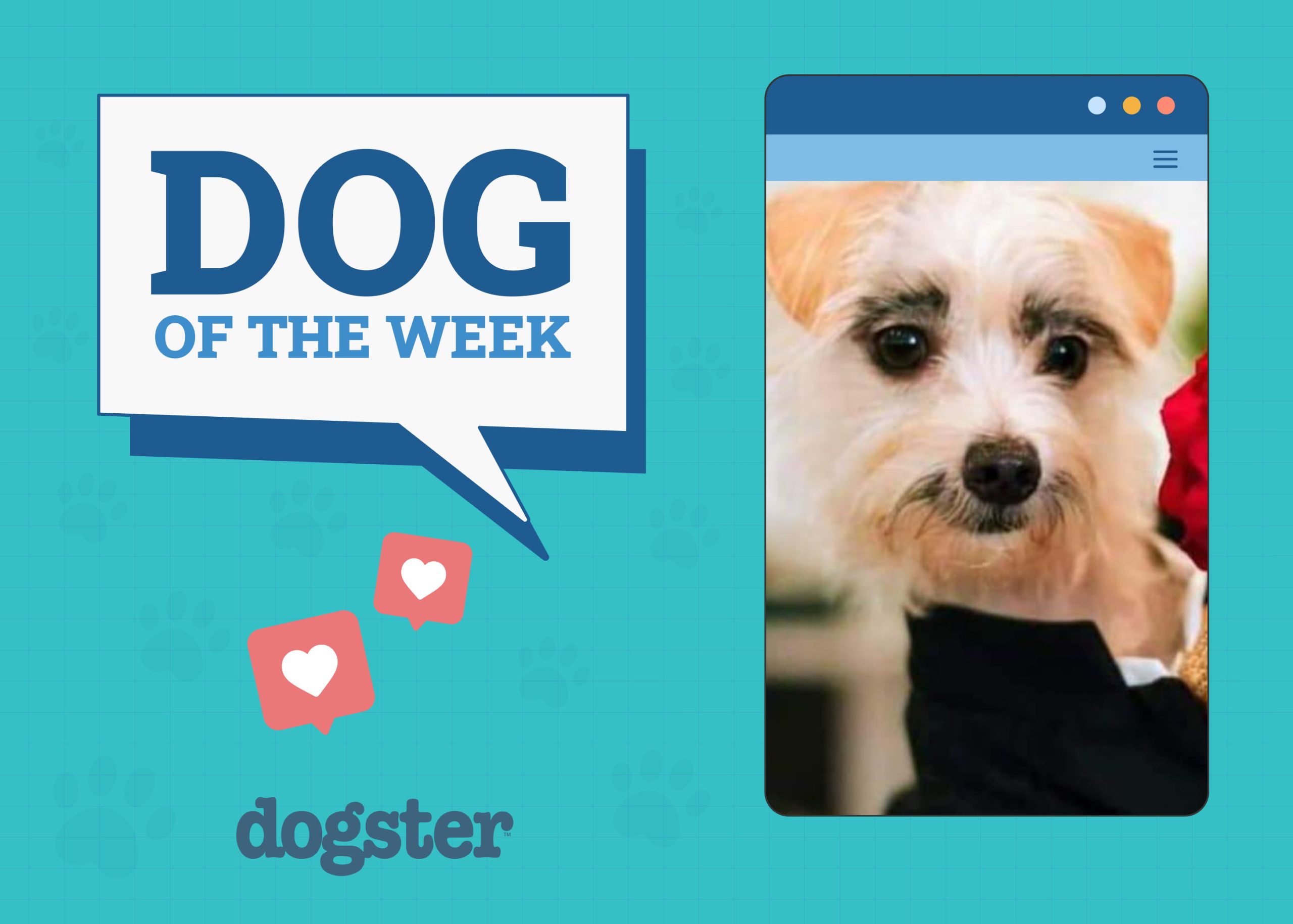 Dogster Photo Contest: Dogs of the Week Winners (November 8, 2024)