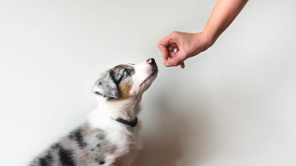 owner giving treat to the puppy