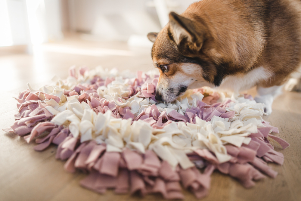 15 Easy Dog Enrichment Ideas You Can Do at Home (Vet-Approved)
