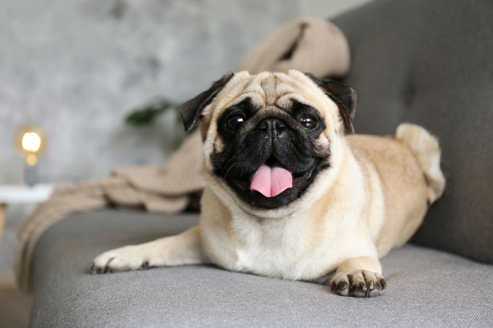 Are Pugs Smart? Breed Intelligence Explained
