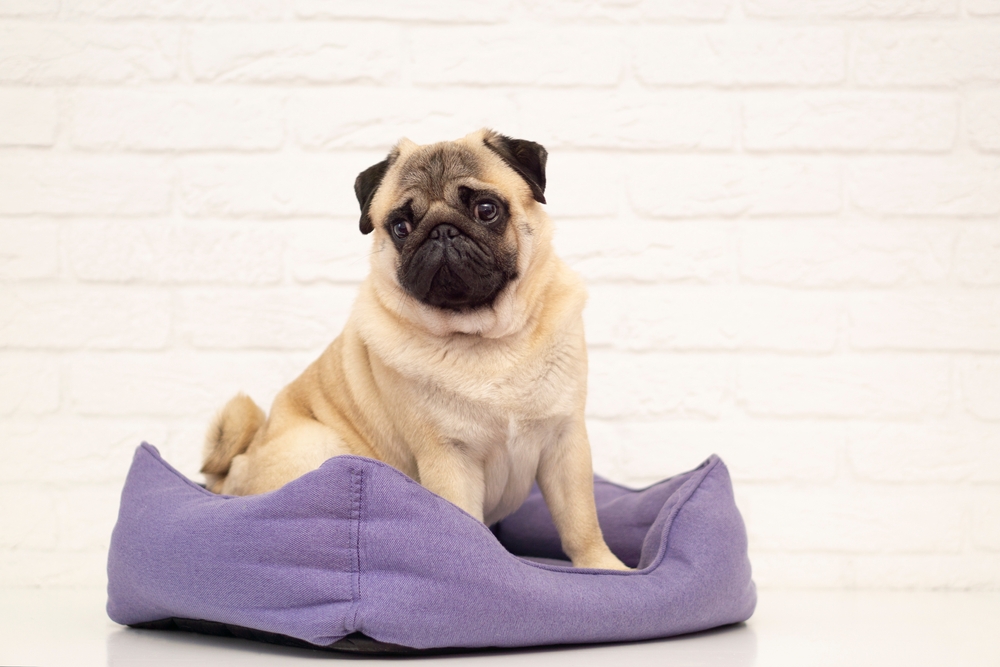 Fawn Pug: Info, Pictures, History & Origin