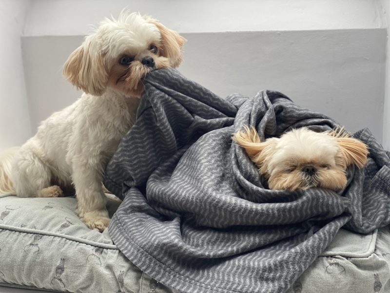 small dog sleeping and the other pulling the blanket
