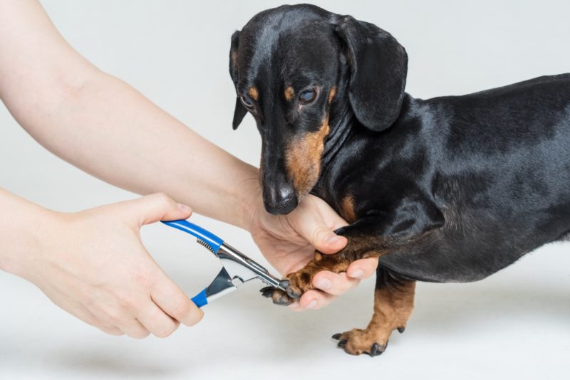 woman cutting nails of dachshund dog