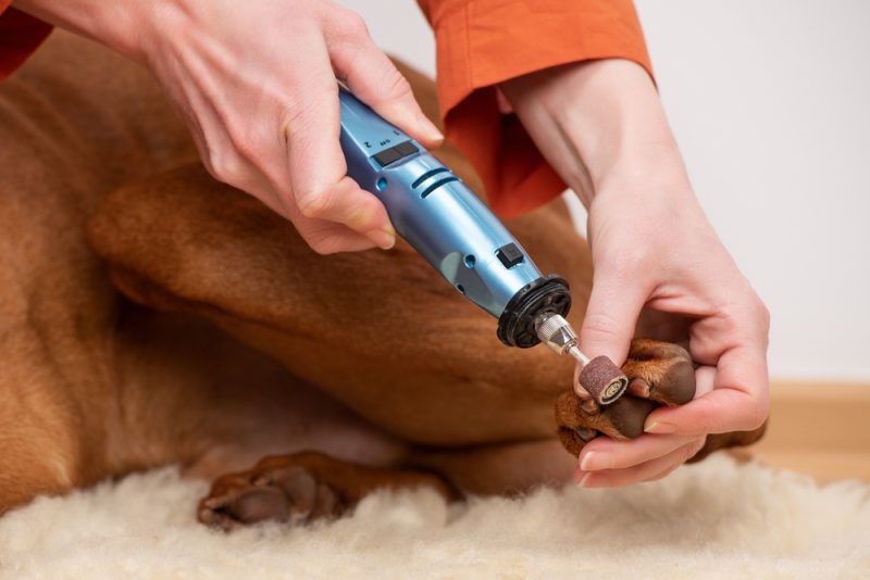 woman using nail grinder on dog's nails